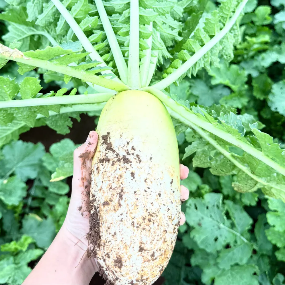 CỦ CẢI HÀN QUÔC